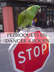 perroquets en danger